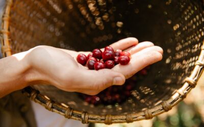 Comment ton corps perçoit la différence entre arabica et robusta ?