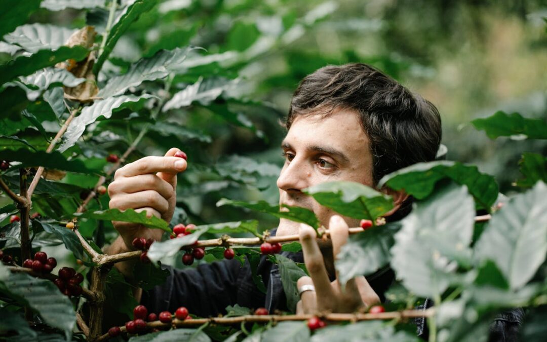 Café d’agroforesterie : mieux goûter, mieux cultiver, mieux choisir